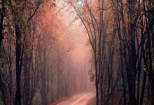 开拓者主场告负，麦卡勒姆欠发挥